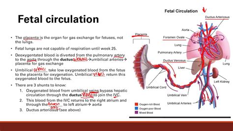 臍靜脈 充氧血|胎兒血液循環(Fetal circulation)